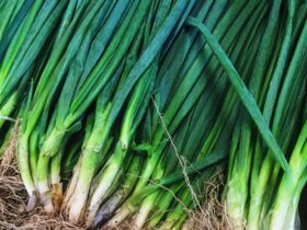 Onion Spring – Sibuyas Dahon 500g